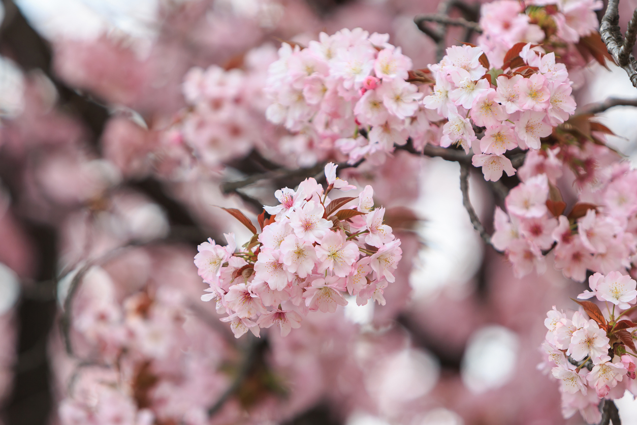 Sakura, Japanese cherry blossoms in full bloom