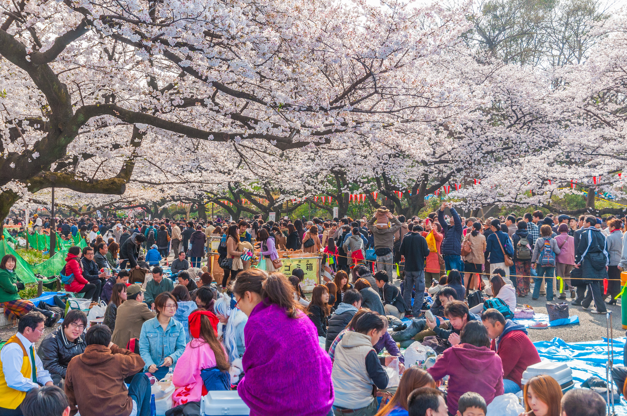Sakura Picnic Party