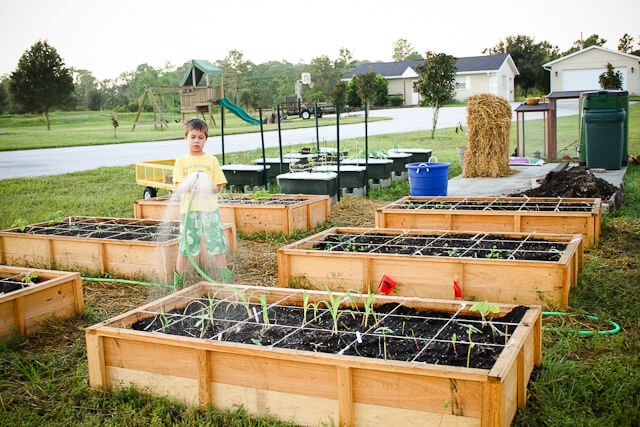 Grow your own veggies