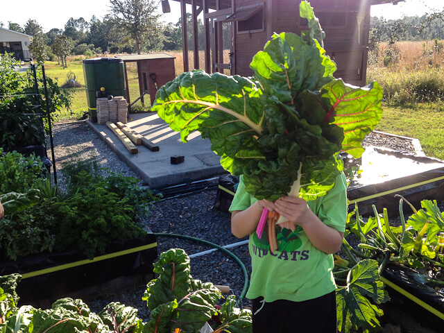 Grow your own veggies