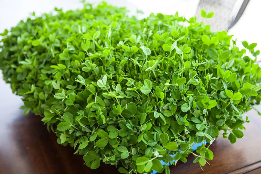Grow Pea Shoots in 14 Days